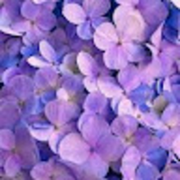 Meet your Posher, Julia - Picture 1 of 1